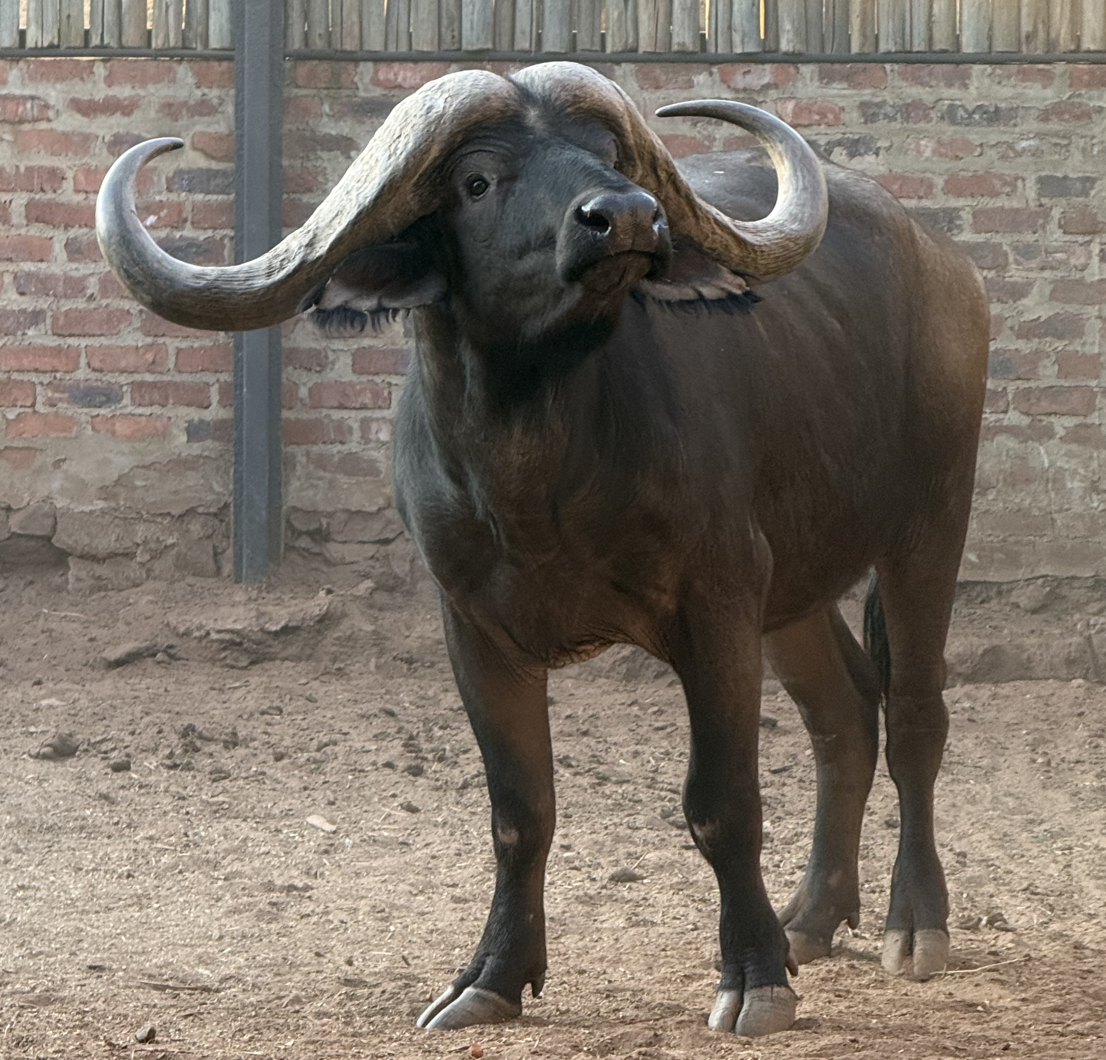 46 5/8" Buffalo bull